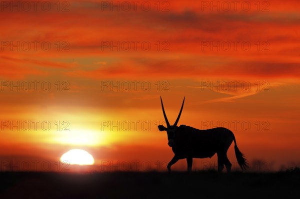 Oryx with orange sand dune evening sunset. Gemsbock large antelope in nature habitat, Sossusvlei, Namibia. Wild desert. Gazella beautiful iconic gemsbok antelope from Namib desert, sunrise Namibia