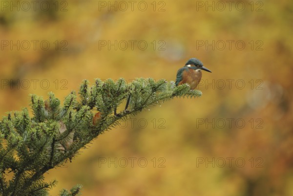 Common Kingfisher (Alcedo atthis), Mecklenburg-Western Pomerania, Germany