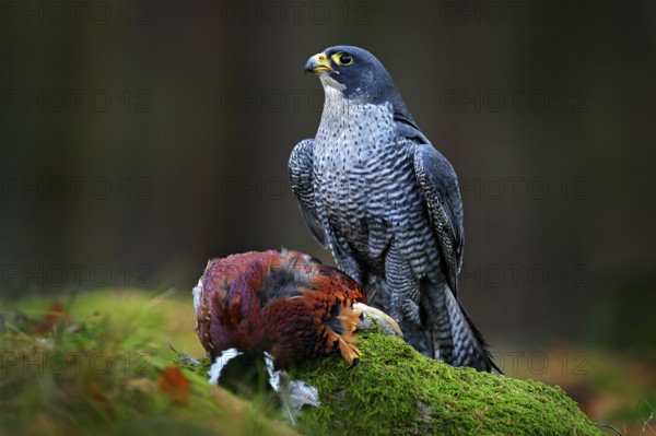 Peregrine falcon with caught Pheasant, feeding on killed big bird on the green mossy rock with dark forest in background. Action wildlife feeding scene from nature. Falcon with kill in green stone