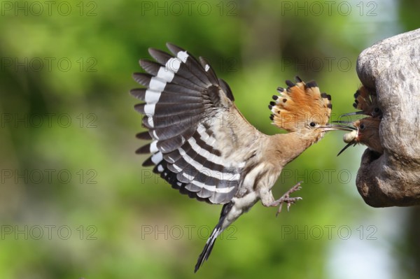 Eurasian Hoopoe (Upupa epops) feeding chick in breeding cavity, Saxony-Anhalt, Germany