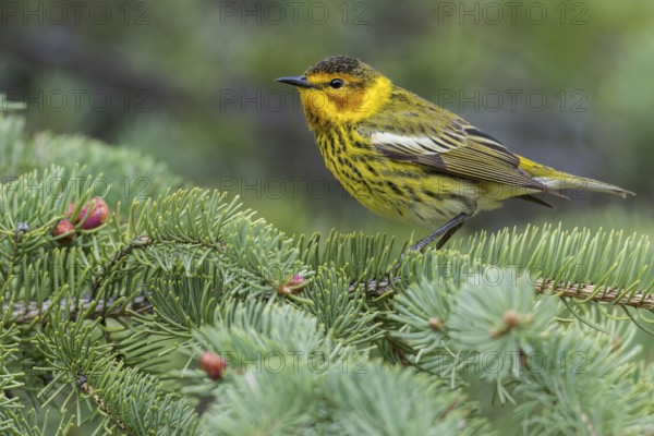 Cape May Warbler (Dendroica tigrina) perched on a branch in Ontario, Canada