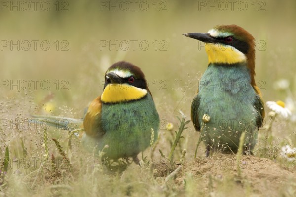 European Bee-eater (Merops apiaster) pair, Madrid, Spain