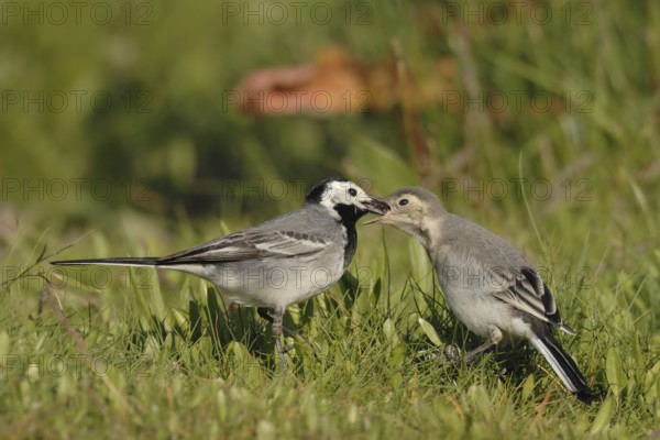 White Wagtail (Motacilla alba) feeding juvenile, North Rhine-Westphalia, Germany