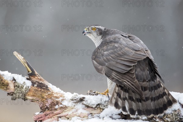 Northern Goshawk (Accipiter gentilis) male perched on a snowy tree trunk, Bialowieca National Park, Poland