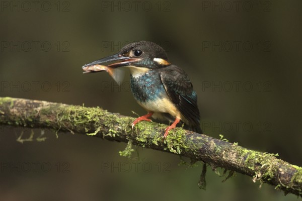 Blue-banded Kingfisher (Alcedo euryzona) male perched on a branch with fish prey in beak, Selangor, Malaysia