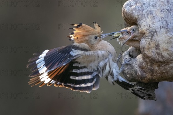 Eurasian Hoopoe (Upupa epops) feeding juveniles in breeding cavity, Saxony-Anhalt, Germany