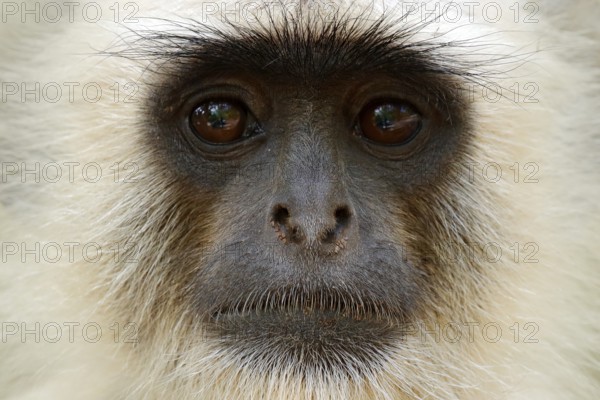 Monkey detail portrait. Common Langur, Semnopithecus entellus, portrait of monkey, nature habitat, Sri Lanka. Feeding scene with langur. Wildlife of India. Monkey in nature habitat, clear backgrou