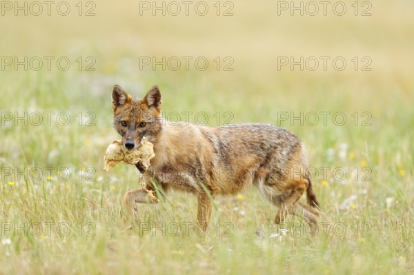 Golden jackal, Canis aureus, feeding scene with grass meadow, Madzharovo, Rhodopes, Bulgaria. Wildlife Balkan. Wild dog behaviour scene, nature. Mountain animal run habitat. Jackal catch