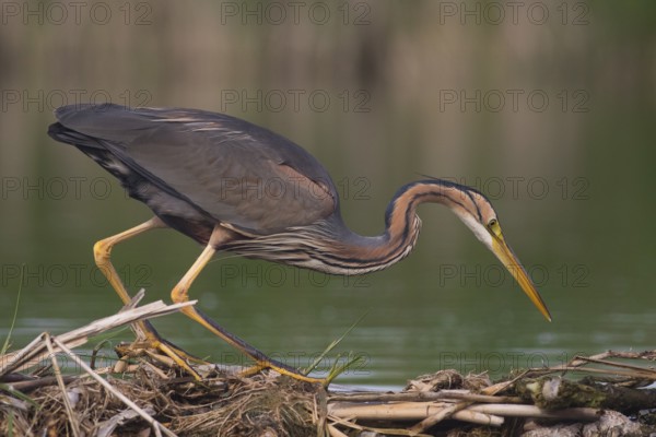 Purple Heron (Ardea purpurea) hunting, Subotica, Serbia