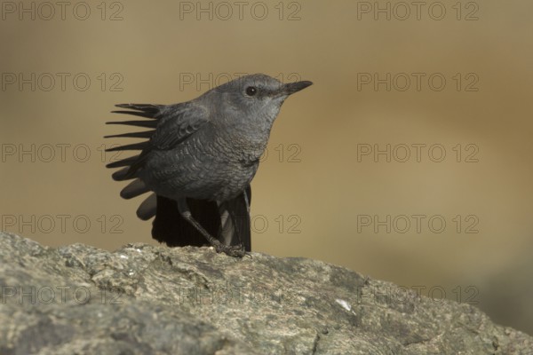 Blue Rock Thrush (Monticola solitarius) juvenile, Morocco