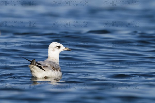 Mediterranean Gull (Ichthyaetus melanocephalus), Baden-Wuerttemberg, Germany