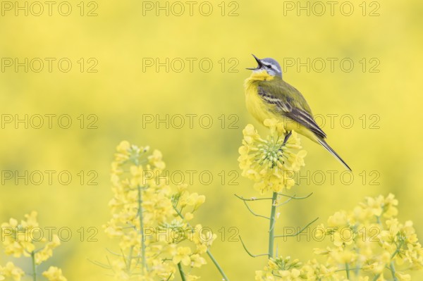 Western Yellow Wagtail (Motacilla flava) singing in a rape field, Poland