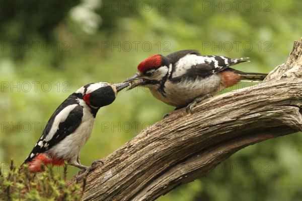 Great Spotted Woodpecker (Dendrocopos major) juvenile, Lower Saxony, Germany