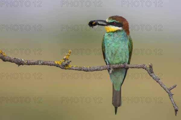 European Bee-eater (Merops apiaster) perched on a branch with an insect in its beak, Lesvos, Greece