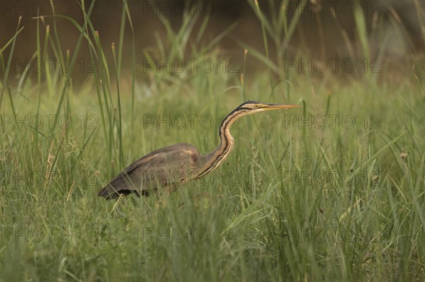 Purple Heron (Ardea purpurea) foraging, Serbia