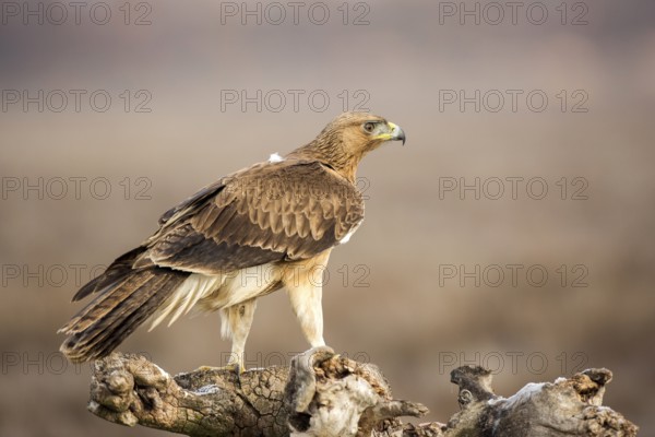 Bonelli's Eagle (Aquila fasciata) juvenile, Castile-La Mancha, Spain