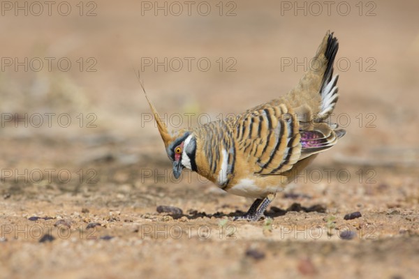 Spinifex Pigeon (Geophaps plumifera) displaying, Queensland, Australia