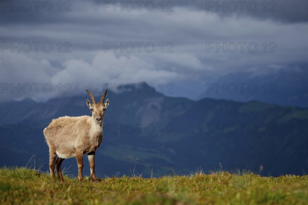 Alpine Ibex (Capra ibex) female at edge of cliff, Bernese Oberland, Switzerland