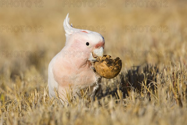 Major Mitchell's Cockatoo (Lophochroa leadbeateri) feeding on a Paddy melon (Cucumis myriocarpus), Northern Territory, Australia