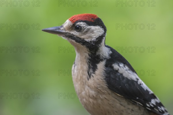 Great Spotted Woodpecker (Dendrocopos major) juvenile, Lower Saxony, Germany