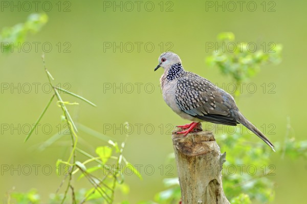 Spotted dove, Spilopelia chinensis, small and somewhat long-tailed pigeon from Sri Lanka, Asia. Bird sitting on the tree trunk in the nature habitat, Yala NP, Sri Lanka. Bird in wild nature. Wildlife Asia