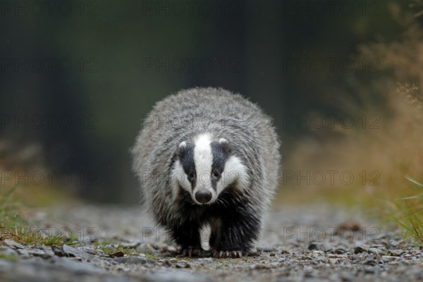 Badger running in forest, animal nature habitat, Germany, Europe. Wildlife scene. Wild Badger, Meles meles, animal in wood. European badger, autumn pine green forest. Mammal environment, rainy day