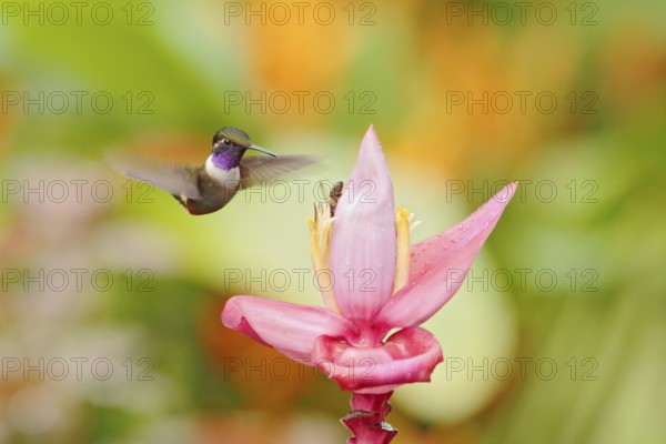 Humminbird frm Colombia in the bloom flower, Colombia, wildlife from tropic jungle. Wildlife scene from nature. Hummingbird with pink flower, in flight