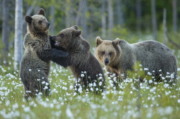 Eurasian Brown Bear (Ursus arctos) mother with play fighting cubs, Finland