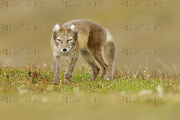Arctic Fox, Vulpes lagopus, cute animal portrait in the nature habitat, grass meadow with flowers, Iceland. Polar fox in the nature spring habitat. Wildlife from Arctic
