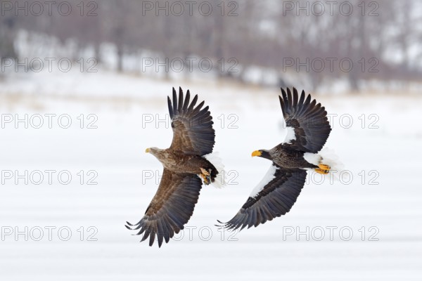 Eagle fight. Eagle fight with fish. Winter scene, birds of prey. Big eagles, snow sea. Flight White-tailed eagle, Hokkaido, Japan, Asia. Action wildlife scene on sky. Eagle in fly. Three eagles