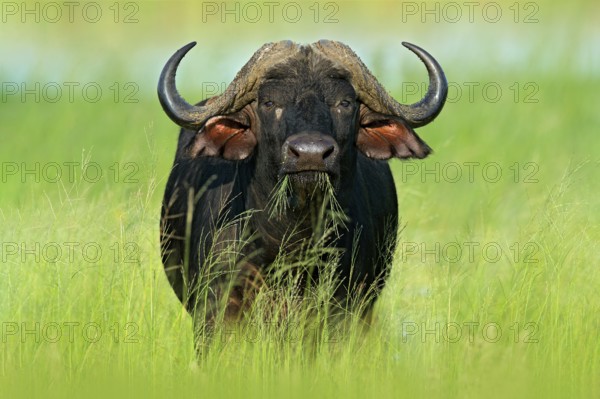 Evening sunset in Africa. African Buffalo, Cyncerus cafer, standing on the river bank, Chobe, Botswana
