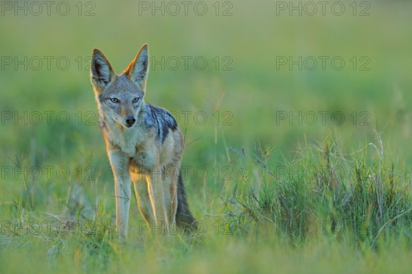 Jackal and evening sunlight. Black-Backed Jackal, Canis mesomelas mesomelas, portrait of animal with long ears, Tanzania, South Africa. Beautiful wildlife scene from Africa with nice sun light