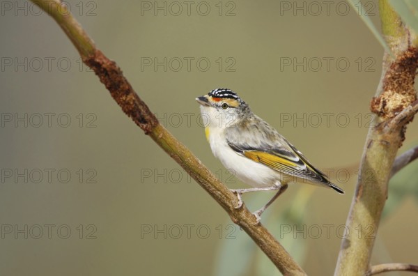 Red-browed Pardalote (Pardalotus rubricatus), Queensland, Australia