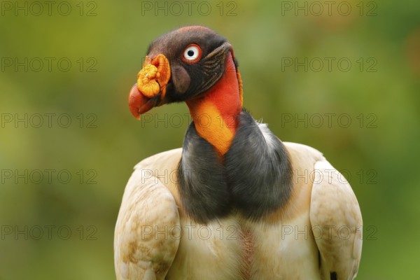 King vulture, Costa Rica, large bird found in South America. Flying bird, forest in the background. Wildlife scene from tropic nature. Red head bird. Condor with open wing, green forest vegetation