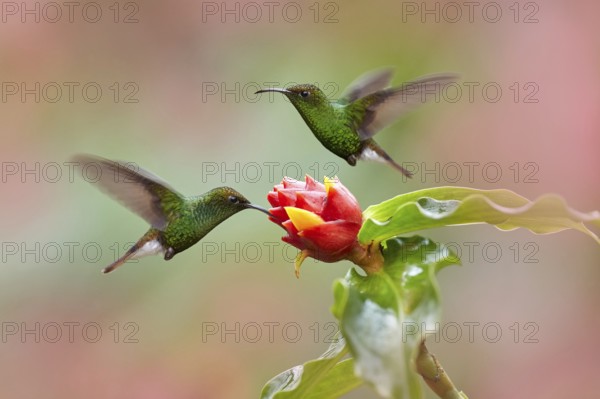 Costa Rica, Coppery-headed Emerald, Elvira cupreiceps, beautiful hummingbird from La Paz Cordillera de Talamanca, Costa Rica. Scene in tropical forest, animal in nature habitat