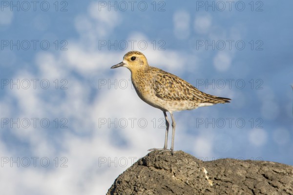 Pacific Golden Plover (Pluvialis fulva), Victoria, Australia