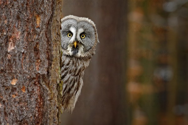 Portrait of Great grey owl, Strix nebulosa, hidden behind tree trunk in the winter forest, with yellow eyes. Wildlife scene from wild nature. Funny image with owl