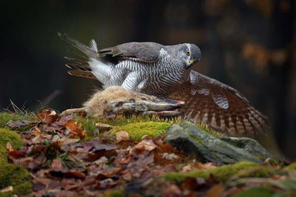 Animal behaviour, wildlife scene from nature. Goshawk in the orange vegetation.Goshawk, Accipiter gentilis, feeding on killed hare in the forest. Bird of Prey with fur catch in the habitat, autumn forest