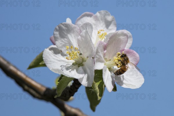 Honey Bee (Apis mellifica) worker collecting nectar from apple tree (Pyrus malus) blossom, Hesse, Germany