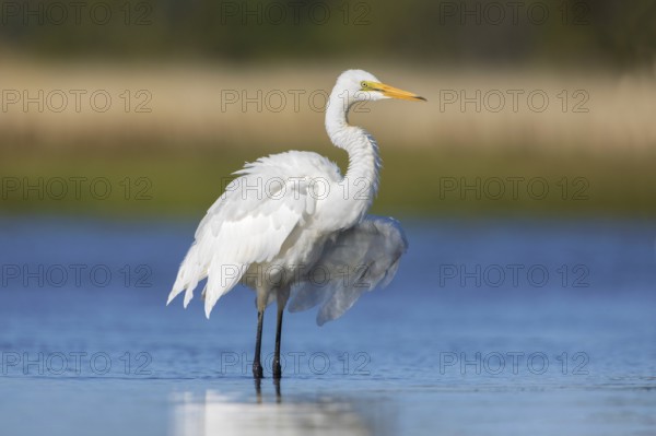Great Egret (Ardea alba modesta), Victoria, Australia