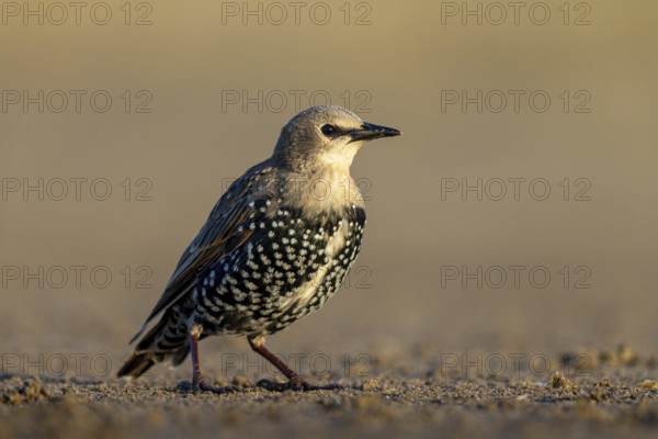 Common Starling (Sturnus vulgaris) juvenile perched on the ground, North Rhine-Westphalia, Germany