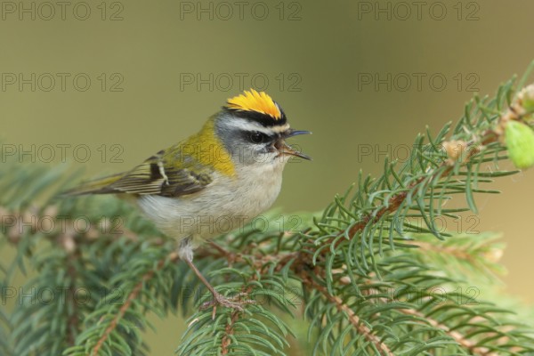 Common Firecrest (Regulus ignicapilla) singing, Baden-Wuerttemberg, Germany