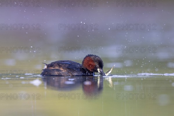Little Grebe (Tachybaptus ruficollis) with fish prey in its beak, North Rhine-Westphalia, Germany