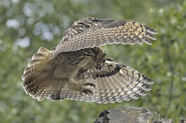 Eurasian Eagle-Owl (Bubo bubo), North Rhine-Westphalia, Germany