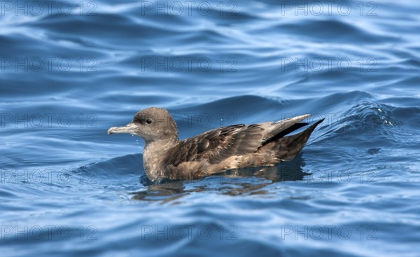 Sooty Shearwater Puffinus griseus San Diego, California, United States 14 September Adult Procellariidae