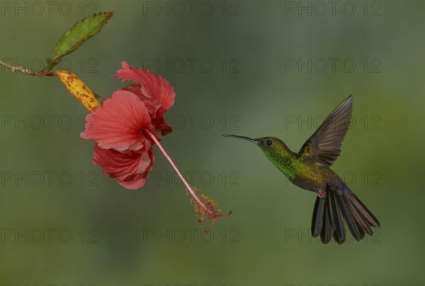 Male Bronze-tailed-Plumeleteer (Chalybura urochrysia) - at the Nature Pavilion in La Virgen, Costa Rica
