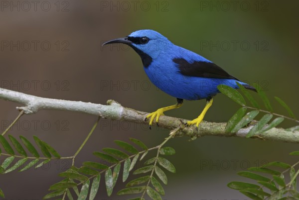 Shining Honeycreeper (Cyanerpes lucidus) at Laguna Lagarto Lodge near Boca Tapada, Costa Rica