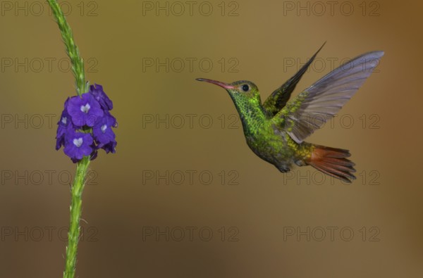 Rufous-tailed Hummingbird (Amazilia tzacatl) at the Nature Pavilion in La Virgen, Costa Rica