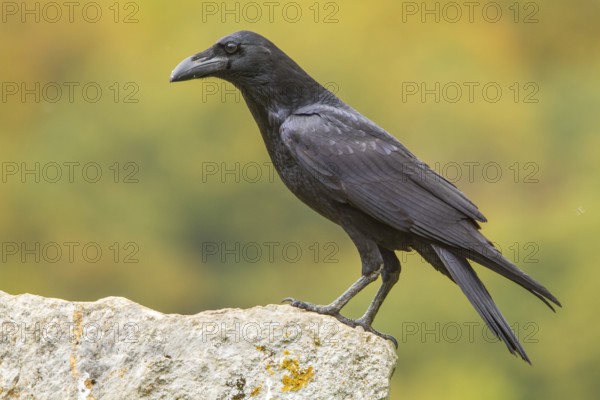 Northern Raven (Corvus corax), perched on a stone, Castile and Leon, Spain
