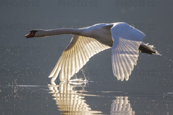 Mute Swan (Cygnus olor) flying, Carinthia, Austria